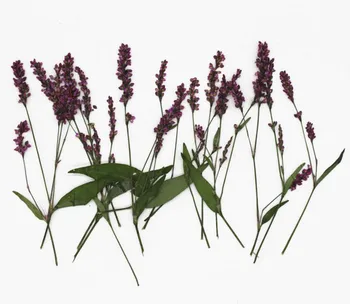 120pcs Paspaudus Džiovinti-Polygonum Hydropiper Gėlių, Augalų Herbariumas Papuošalai Žymą Atvirukas Telefono dėklas 