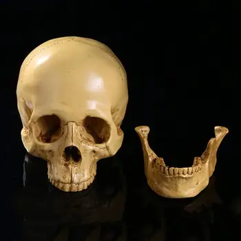 Modelis 1: 1 Dervos Žmogaus Kaukolės Anatomijos Mokymo Apdailos Geltona