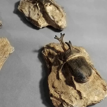 Vabzdžių Pavyzdys Modelis Senovės Jūrų Gyvybės Pakabukas Kambarį Tyrimas Miegamasis Retro Apdailos Kūrybos Sienos Kabo