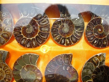 8pcs Padalinta ammonite iškastinio skiltelės poliruoti dovanų dėžutėje