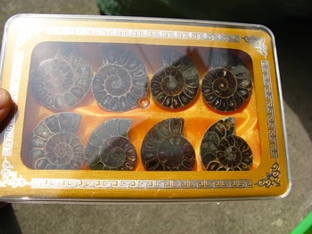 8pcs Padalinta ammonite iškastinio skiltelės poliruoti dovanų dėžutėje